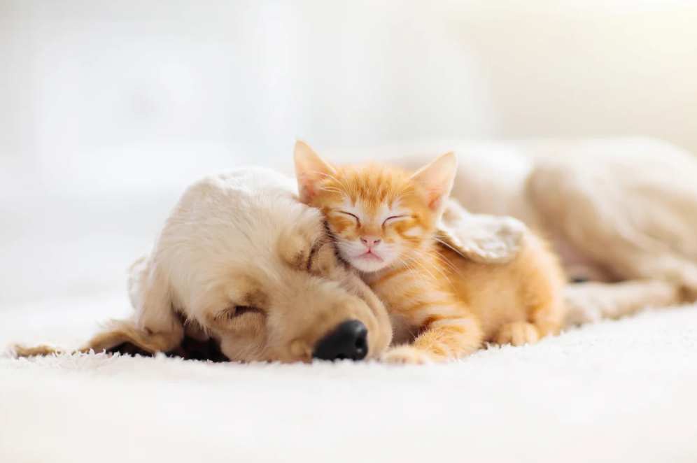 Pet insurance