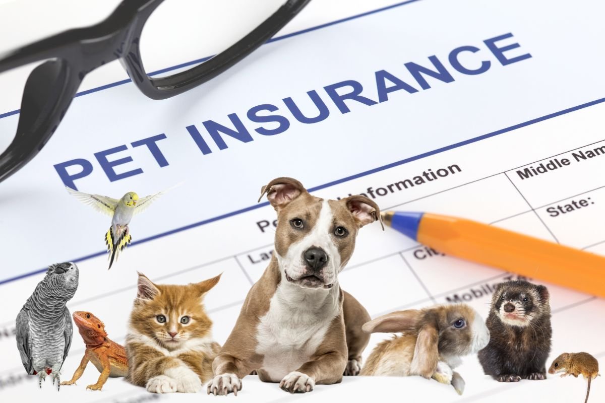 pet insurance