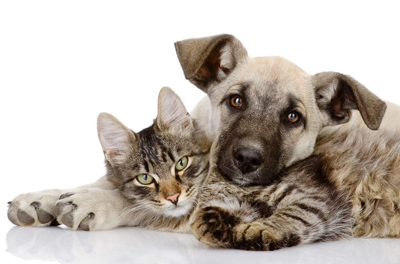 Pet Insurance